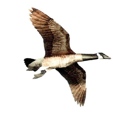 Jackite Inc. Canada Goose Flying Goose Decoy