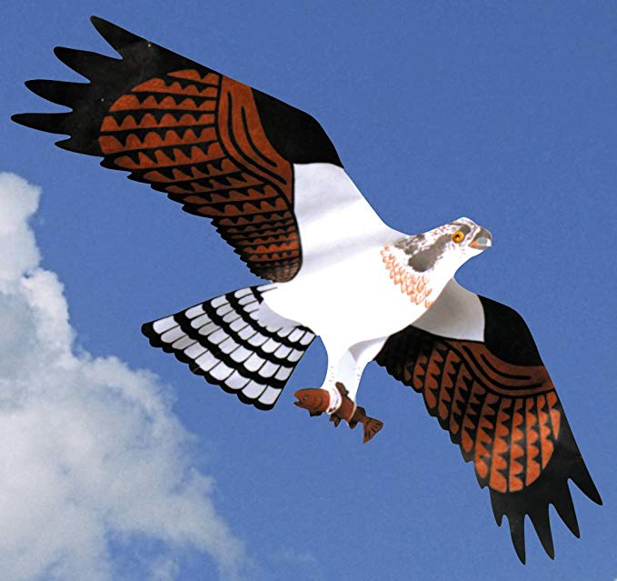 Jackite Osprey Kite